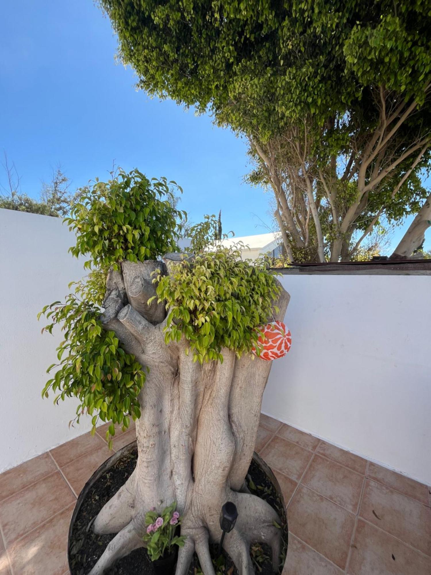 Casa Tina Lägenhet Costa Teguise Exteriör bild